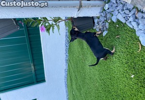 imagem_4