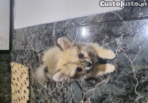 imagem_6