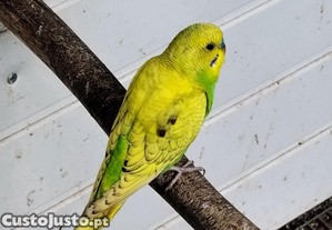 imagem_7