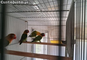 imagem_2