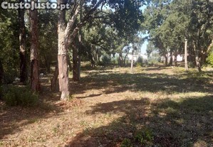 Terreno Agrcola em Aljubarrota