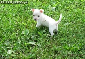Chihuahua plo curto