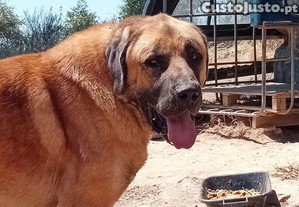 Kangal       Turquia.