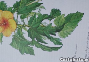 imagem_7