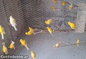 Canarios
