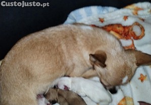 Chihuahuas lindos