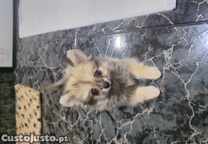 imagem_5
