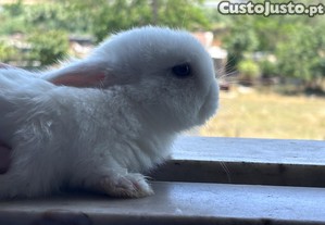 imagem_2