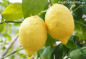 Limões caseiros sumarentos sem químicos