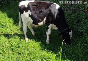 imagem_5