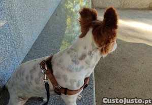 imagem_2