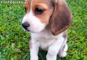 Beagle belssima femea