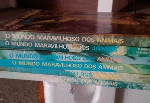 imagem_6