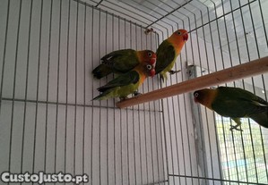 imagem_3