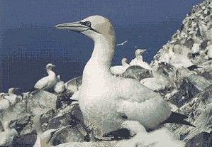 Seabirds of the World ( portes gratis )