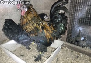 Frangos/galinhas jovens- cruzamento entre brahma e lusitana