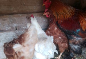 3 galinhas e 1 galo