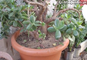 Planta de Jade / crassula