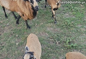 Ovelhas dos Camarões (MUFLÕES)