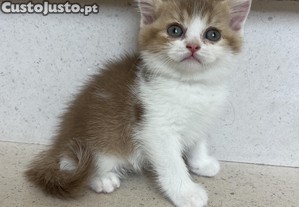 British shorthair bicolor macho