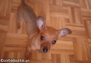 imagem_1
