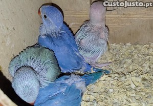 Ring Necks para criar à mão