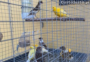 imagem_3