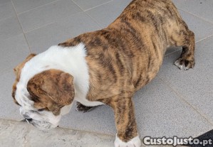 imagem_5