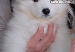 imagem_6