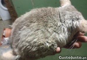 imagem_2