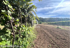 [265-T-01616] Terreno em Barcelos