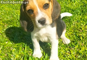 Beagle belssima triclor