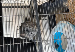 Chinchila e gaiola