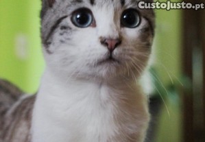 imagem_6