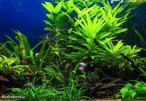 Fáceis de manter - Lote de plantas para aquário com vermelhas e oferta