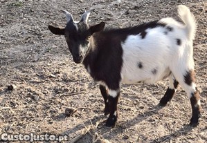 Cabrito