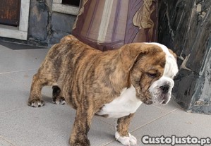 imagem_8