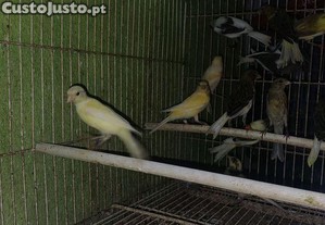 imagem_1
