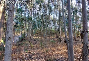 imagem_12
