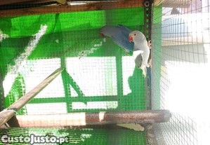 imagem_6