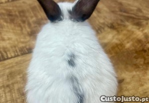 imagem_3