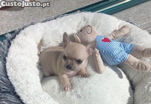Chihuahua Miniatura