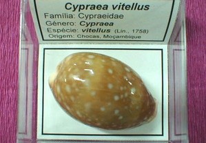 Búzio-Cypraea vitellus caixa 6x6cm