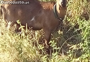 Cabras