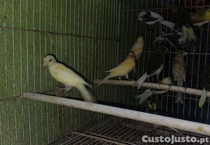 imagem_1