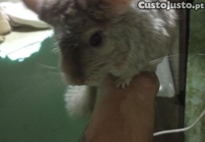 imagem_3