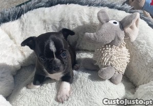 Chihuahua Miniatura