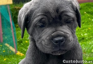 imagem_7