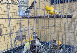 imagem_3