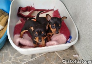 Pinscher meninas muito bonitas